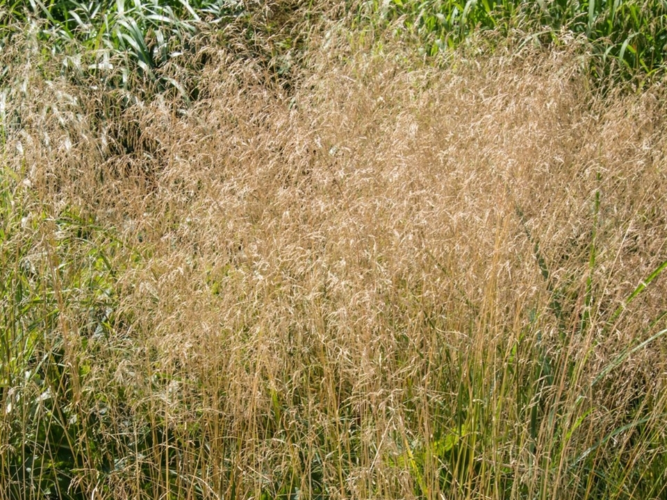 Die Rasen-Schmiele ist eine kalktolerierende Pflanze.